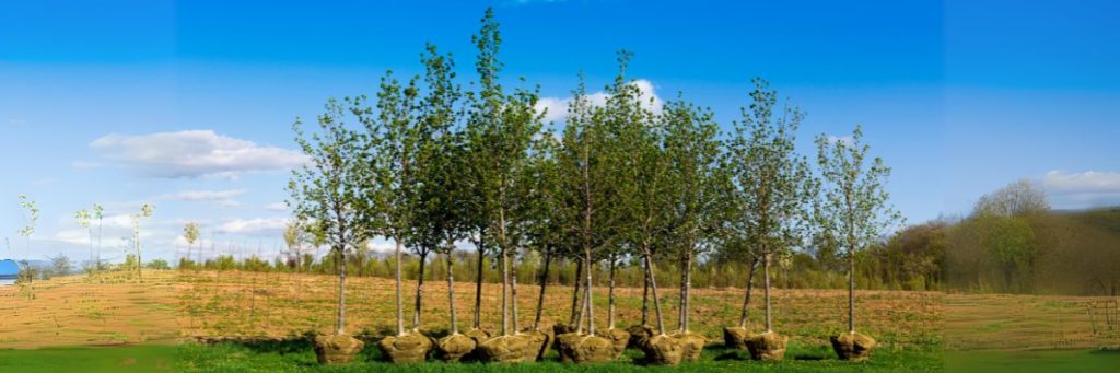 Best Time to Plant Trees in Canada