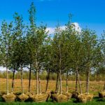 Best Time to Plant Trees in Canada