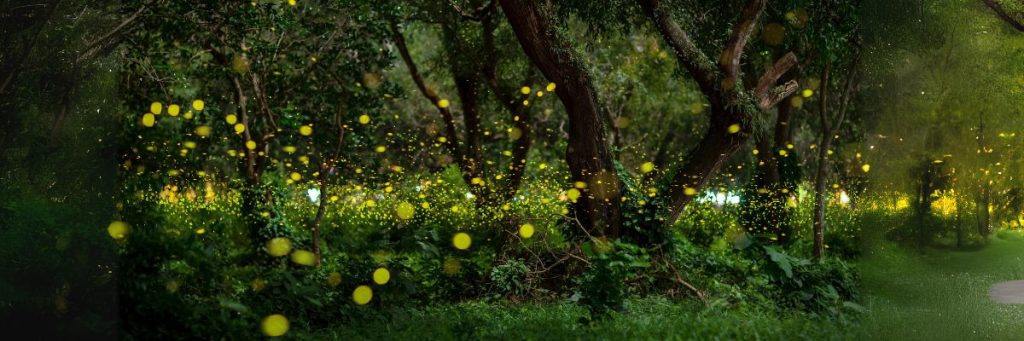 Exploring the Habitats of Fireflies: Where to Find These Glowing Insects