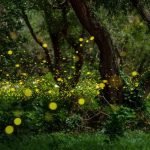 Exploring the Habitats of Fireflies: Where to Find These Glowing Insects